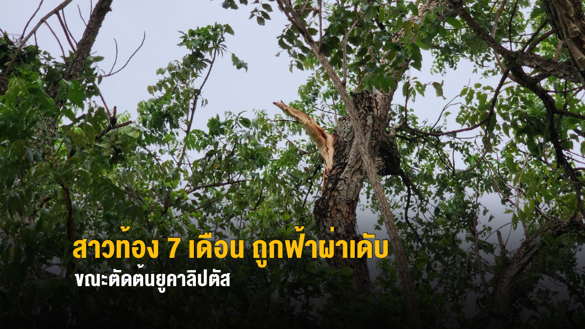 สุดสลด ! สาวท้อง 7 เดือน ถูกฟ้าผ่าเดับ ขณะตัดต้นยูคาลิปตัส