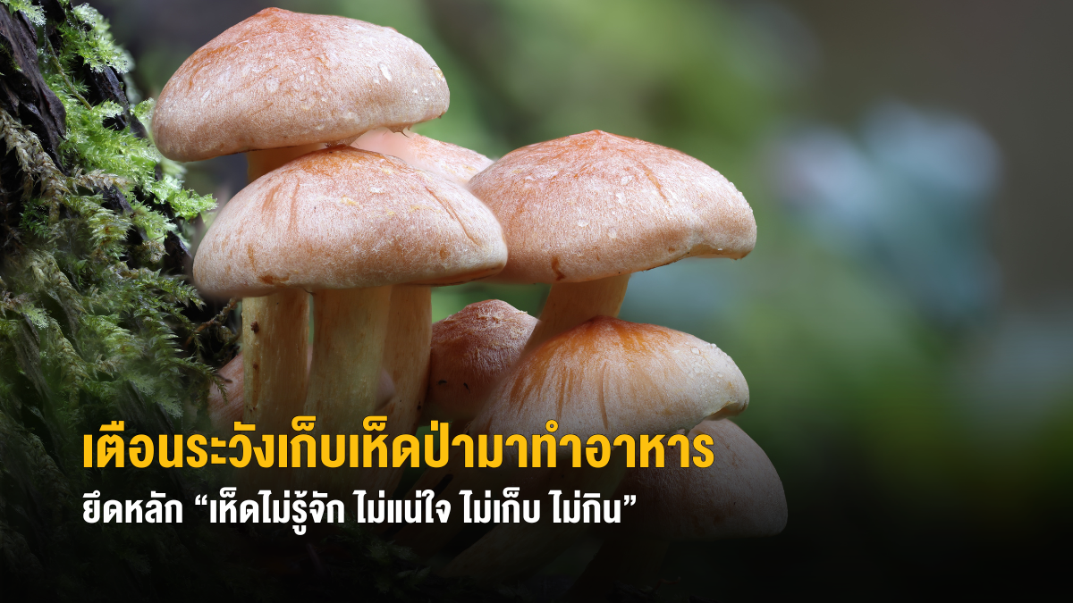 เตือนระวังเก็บเห็ดป่ามาทำอาหาร ยึดหลัก เห็ดไม่รู้จัก ไม่แน่ใจ ไม่เก็บ ไม่กิน